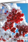 Merry Berries Christmas Red Berries with Snow card