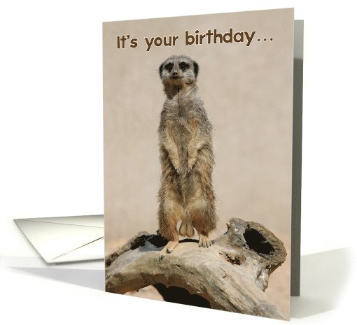 Go Nuts Funny Meerkat Birthday card (1089950)