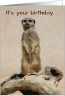 Go Nuts Funny Meerkat Birthday Card