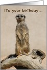 Go Nuts Funny Meerkat Birthday Card