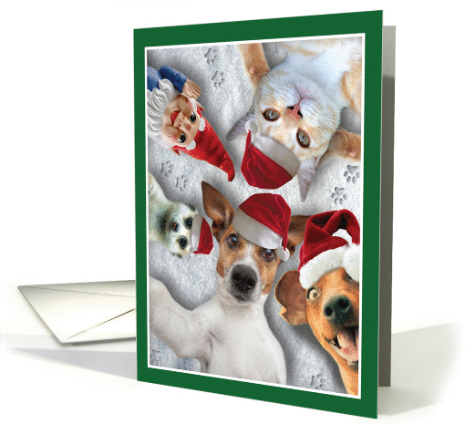 Holiday Animal Selfie Christmas Card - Cats, Dogs, and Ferrets card