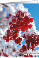 Merry Berries Christmas Red Berries with Snow card