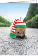 Santa Capped Creatures Hedgehog Christmas card