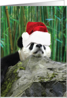 Holiday Pooped Pandas Christmas card