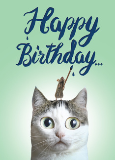 Birthday Cat Sent...