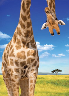 Upside Down Giraffe:...