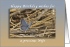 Happy Birthday Wishes for a Precious Wife, Blue Butterfly card