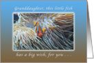 Little Fish with a Big Happy Birthday Wish, for Granddaughter, Fish card