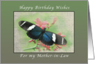 Happy Birthday Wishes, for my Mother-in-Law, Butterfly card
