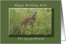 Happy Birthday for my girlfriend, White Tailed Fawn, whitetail deer card