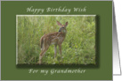 Happy Birthday for my Grandmother, White Tailed Fawn, whitetail deer card
