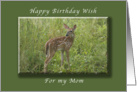 Happy Birthday for my Mom, Fawn, whitetail deer card