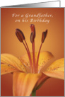 For a Grandfather, Happy Birthday, Orange daylily card