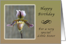 Happy Birthday for a Special Little Sister, Lady Slipper Orchid card