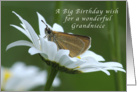 A Big Birthday Wish for a Grandniece, Butterfly in a White Daisy card
