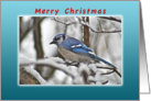 Merry Christmas, Bluejay on Snow Covered Branches card