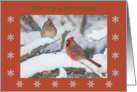 Merry Christmas Cardinal Pair colored pencil red boarder snowflakes card