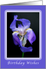 Happy Birthday Wishes, Striking Purple Bearded Iris card