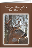 Birthday Wishes for a Big Brother, Deer, whitetail buck card