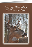 Birthday Wishes for a Father-in-Law, Deer, whitetail buck card