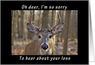 Oh Deer Sorry to Hear About Your Loss, blank card