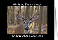 Oh Deer Sorry to...