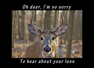 Oh Deer Sorry to...