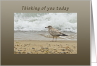 Thinking of You Today, Seagull card