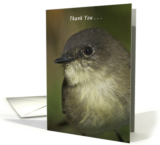 Thank You for keeping an Eye on my pet, bird,Eastern Wood Peewee card