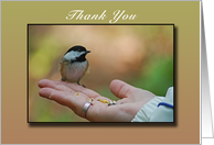 Thank You, Chickadee...