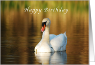 Happy Birthday, Swan in Pond at Sunset card