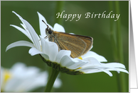 Happy Birthday, Butterfly Resting in a Daisy card