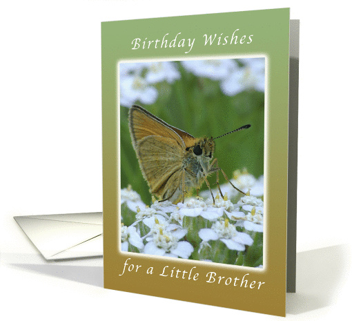 Happy Birthday, Little Brother, Butterfly on White Yarrow Flowers card