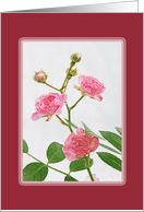 Pink Roses Blank Note Card