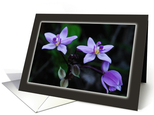 Purple Wild Orchids, blank note card (1017639)