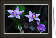 Purple Wild Orchids, blank note card