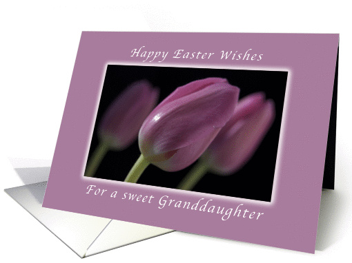 Happy Easter Wishes, for Granddaughter, Pink Tulips card (1026223)