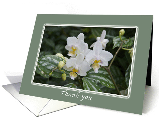 Thank You, White Orchids, blank note card (1028777)