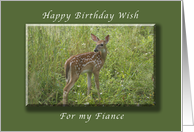 Happy Birthday for my Fiance, White Tailed Fawn, whitetail deer card