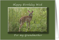 Happy Birthday for my Grandmother, White Tailed Fawn, whitetail deer card