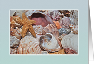 Sea Shell Collection, Blank Note Card