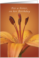 For a Sister Happy Birthday, Orange daylily card