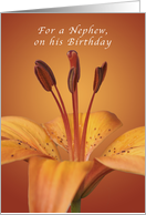 For a Nephew, Happy Birthday, Orange daylily card