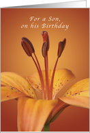 For a Son, Happy Birthday, Orange daylily card