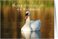 Happy Birthday, Roommate, Swan in Pond at Sunset card