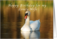 Happy Birthday, Wife, Swan in Pond at Sunset card