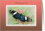 Thinking of You, Butterfly on Flowers card