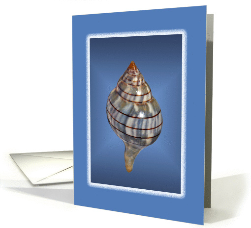 Seashell collection, blank card (1052055)