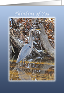 Thinking of You is So Easy To Do Great Blue Heron card