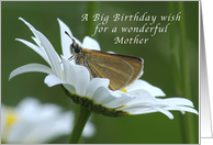 A Big Birthday Wish for a mother, Butterfly in a White Daisy card